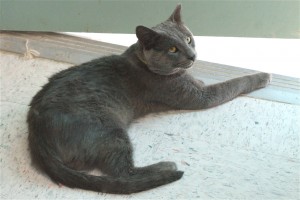 Picture of Slate