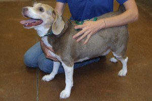 Picture of Sugar Bear