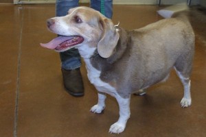 Picture of Sugar Bear