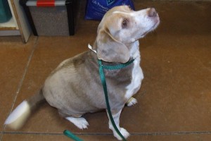 Picture of Sugar Bear