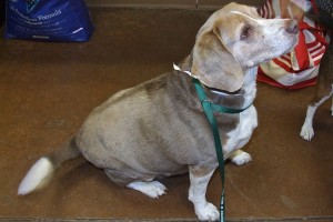 Picture of Sugar Bear