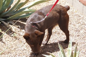 Picture of Thelma