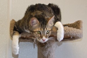 Picture of Trouble