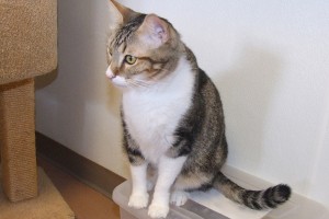 Picture of Trouble