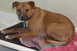 Picture of Truffle