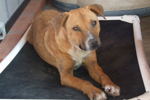 Picture of Truffle
