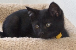 Picture of Tulip