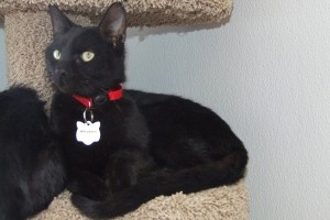 Picture of Whiskers