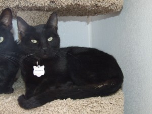 Picture of Whiskers