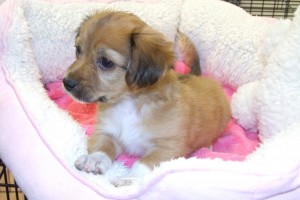 Picture of Zoey