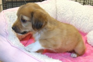 Picture of Zoey