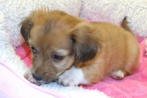 Picture of Zoey
