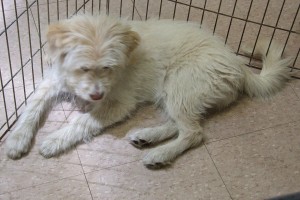 Picture of Annie