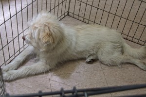 Picture of Annie