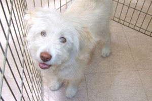 Picture of Annie