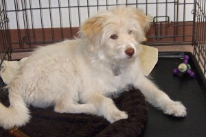 Picture of Annie
