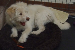 Picture of Annie
