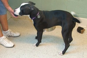 Picture of Joie