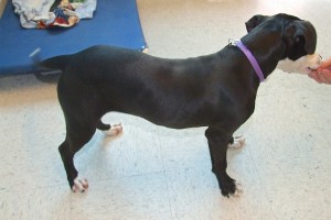 Picture of Joie