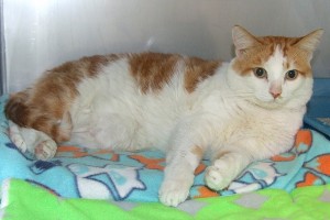 Picture of Archimedes
