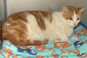 Picture of Archimedes