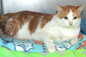 Picture of Archimedes