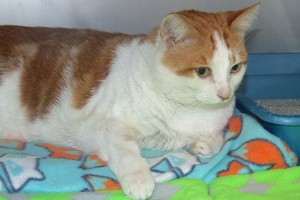 Picture of Archimedes