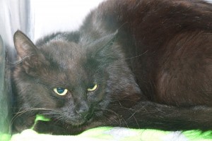 Picture of Birdie