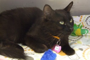 Picture of Birdie