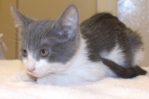 Picture of Blynken