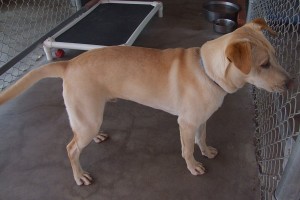 Picture of Buck