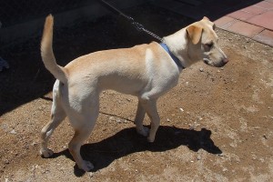 Picture of Buck