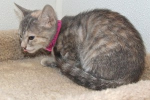 Picture of Canary