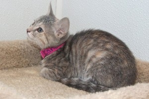 Picture of Canary