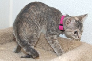Picture of Canary