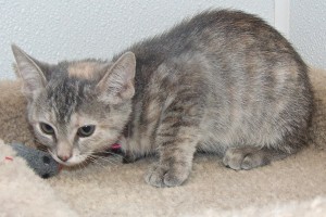 Picture of Canary