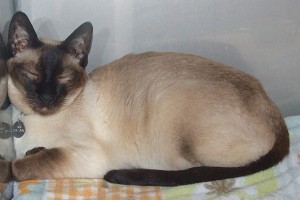 Picture of Choko