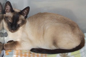 Picture of Choko