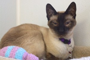 Picture of Choko