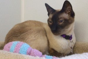 Picture of Choko