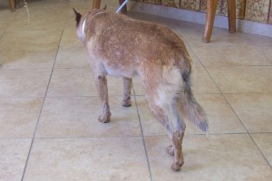 Picture of Coyote