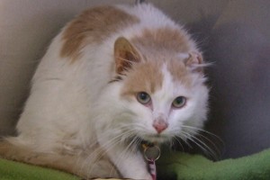 Picture of Denver
