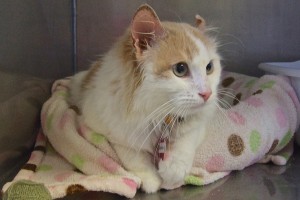 Picture of Denver