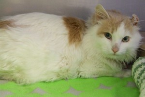 Picture of Denver