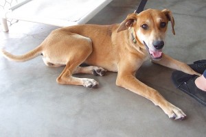Picture of Dora