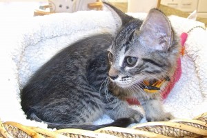 Picture of Fraggie