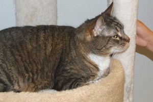 Picture of Harley