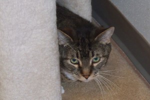 Picture of Harley