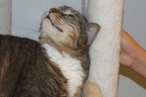 Picture of Harley