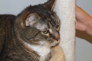 Picture of Harley